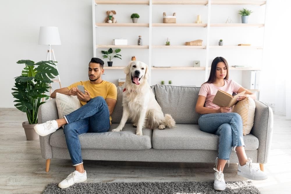 ¿Cómo se gestiona la custodia de las mascotas en casos de divorcio?